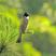 Brown-breasted Bulbul Brown-breasted Bulbul